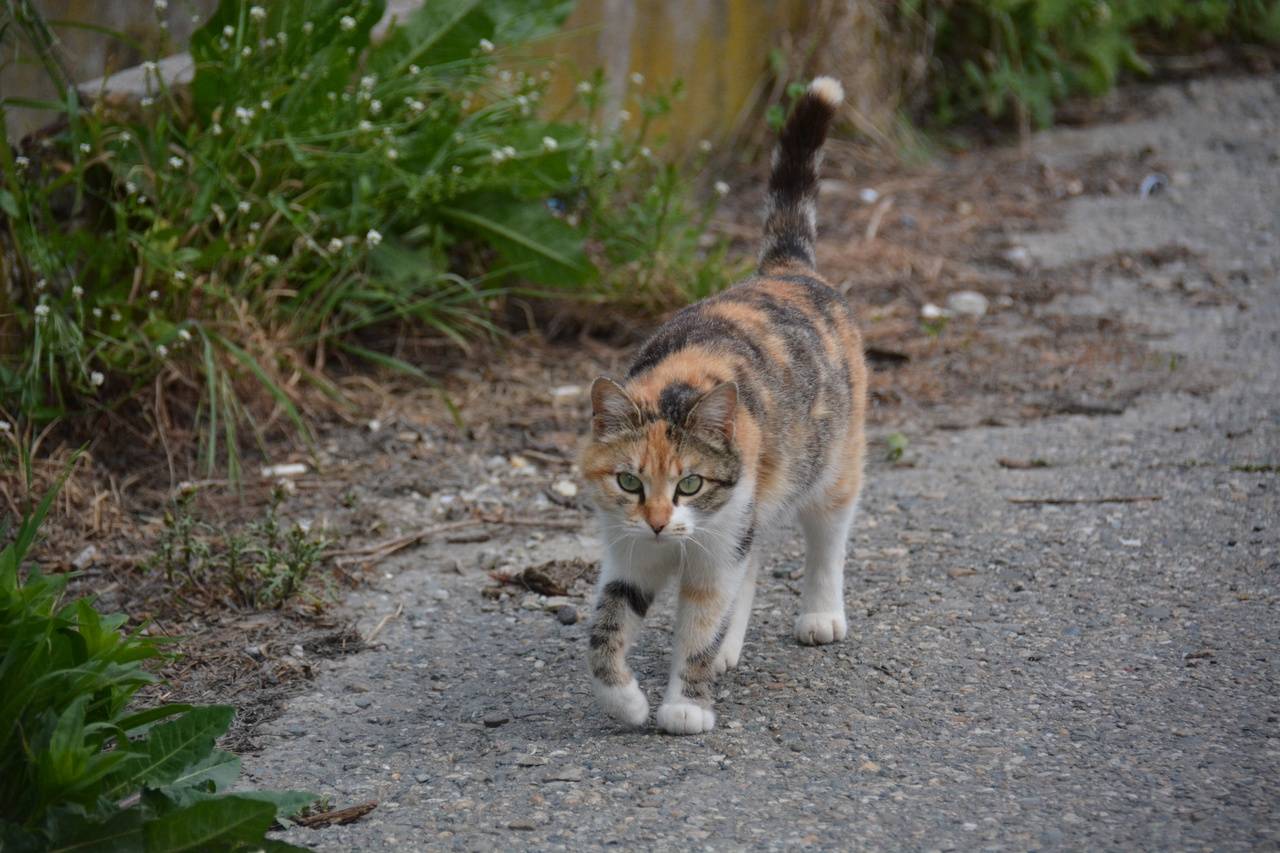 Гибель кошек в Абрау-Дюрсо под Новороссийском заставила жителей бить тревогу