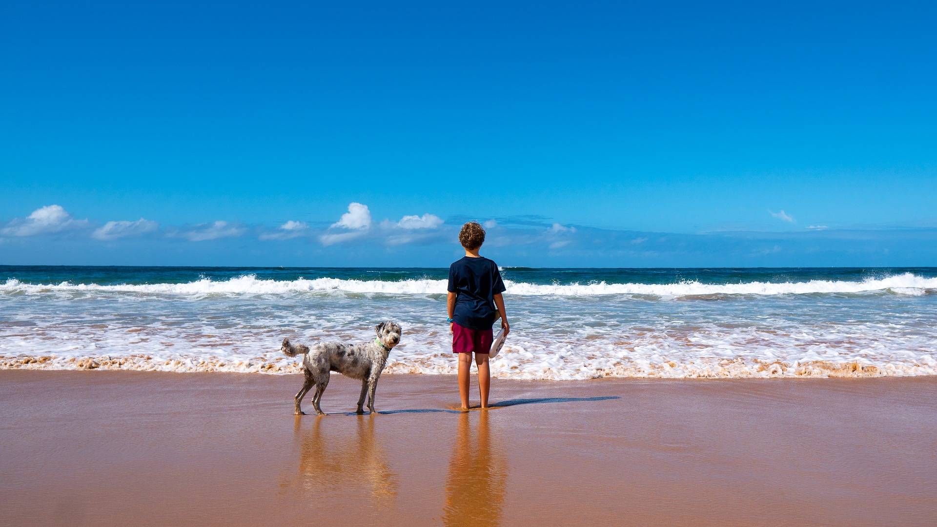Прогулка с собакой по пляжу
