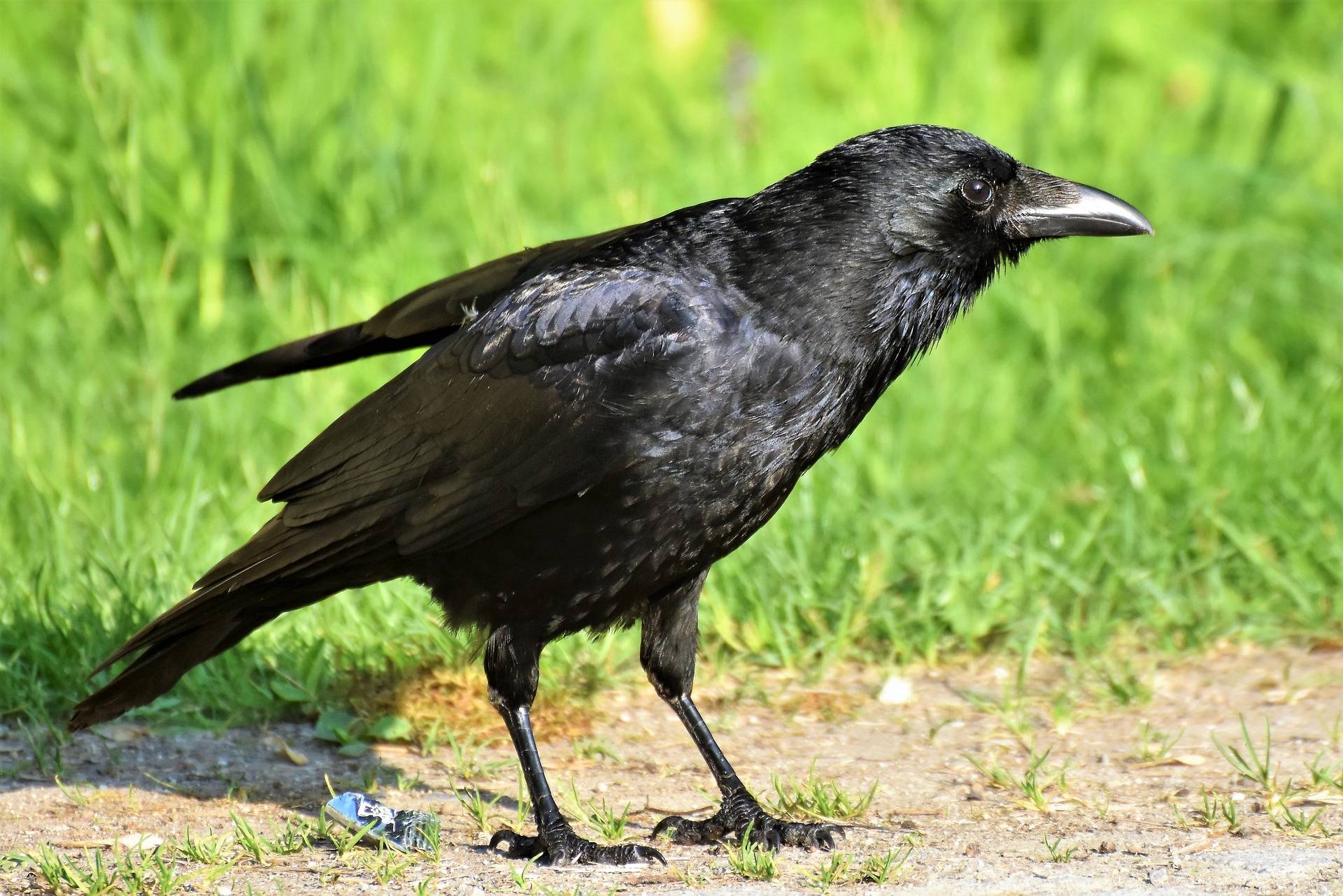 В Новороссийске из канализации вытащили ворона