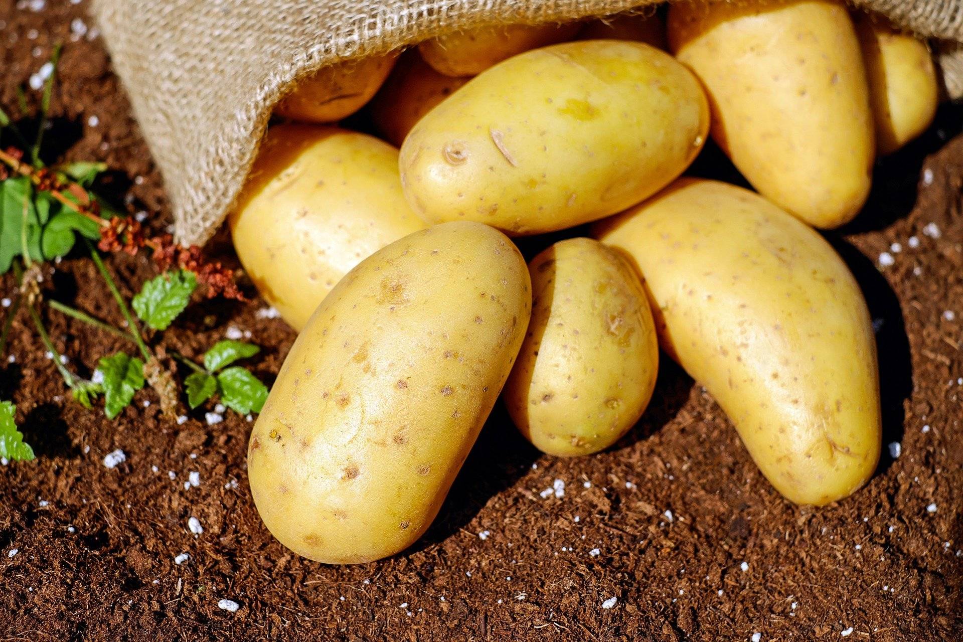 В Новороссийске огородники скупают семенную картошку. Сажать будут больше