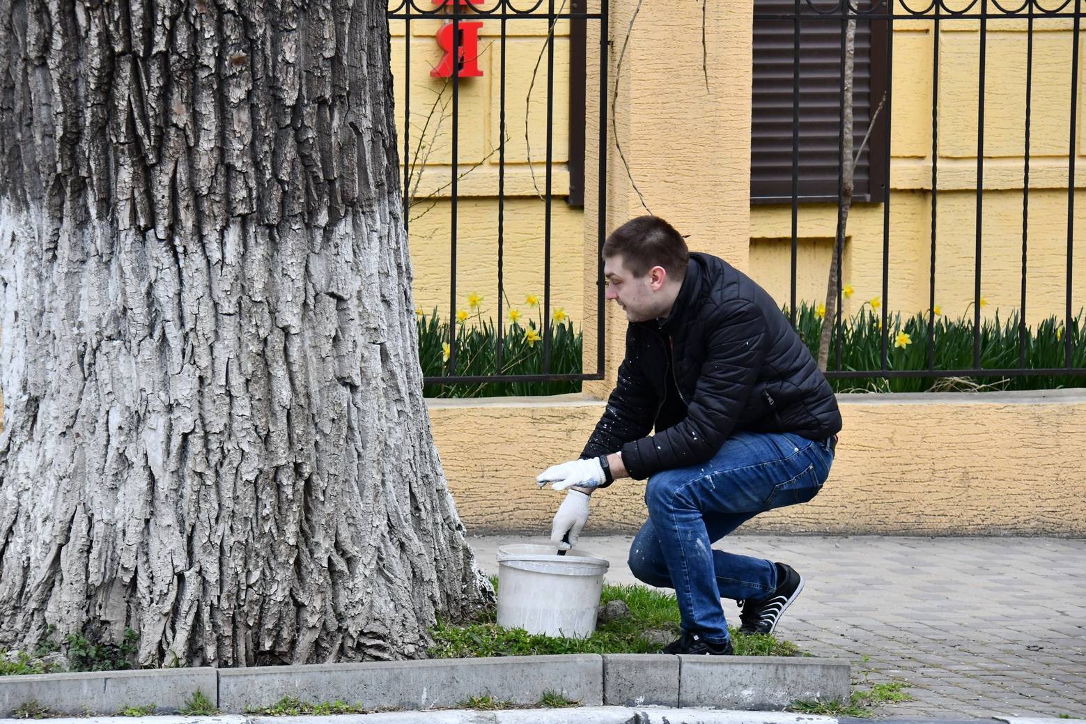Белить или не белить?  В Новороссийске спор о побелке деревьев вышел на новый уровень