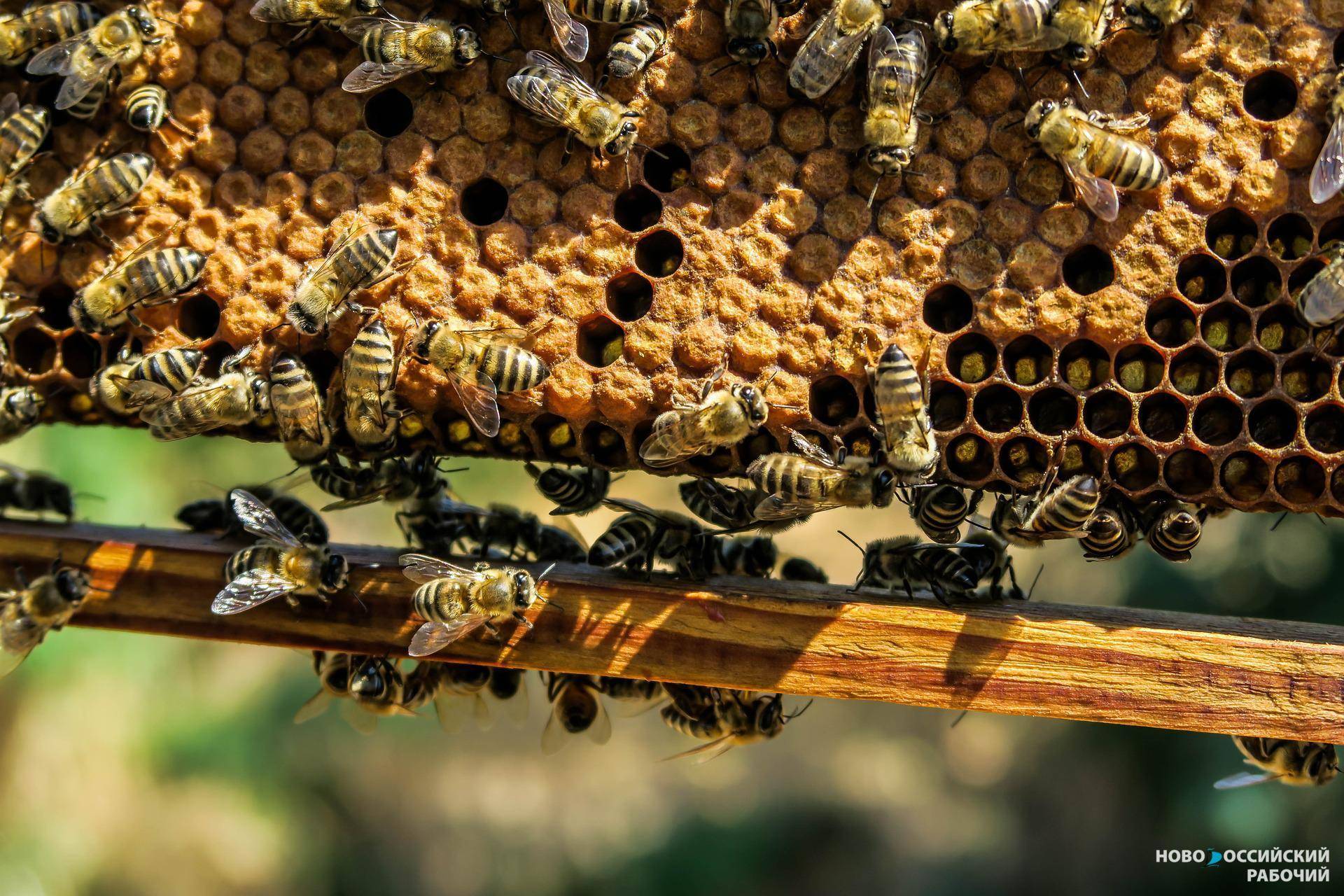 Под Новороссийском на хуторе Семигорском отмечается массовая гибель пчел