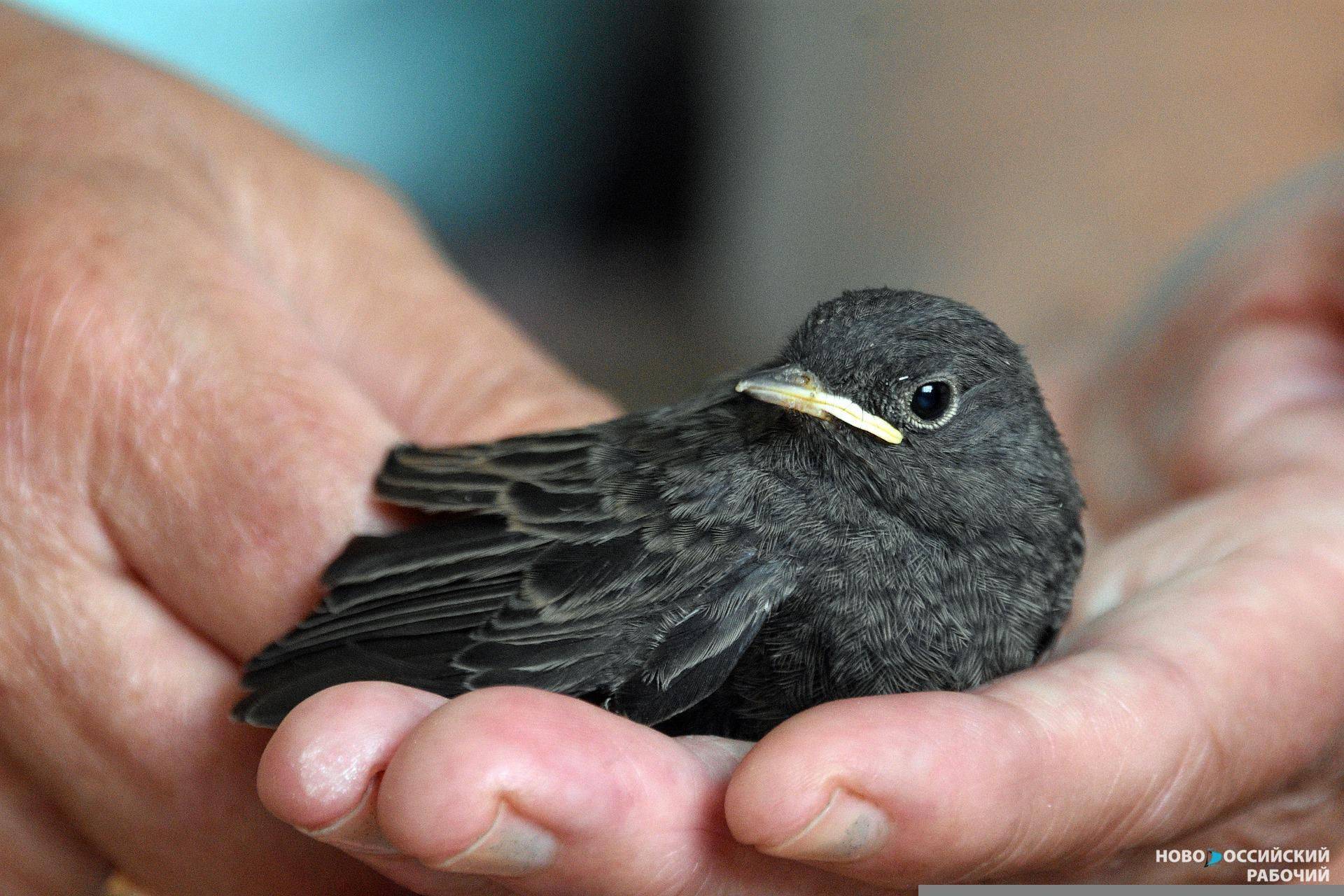 Орнитологи призвали кировчан не трогать выпавших из гнезда птенцов