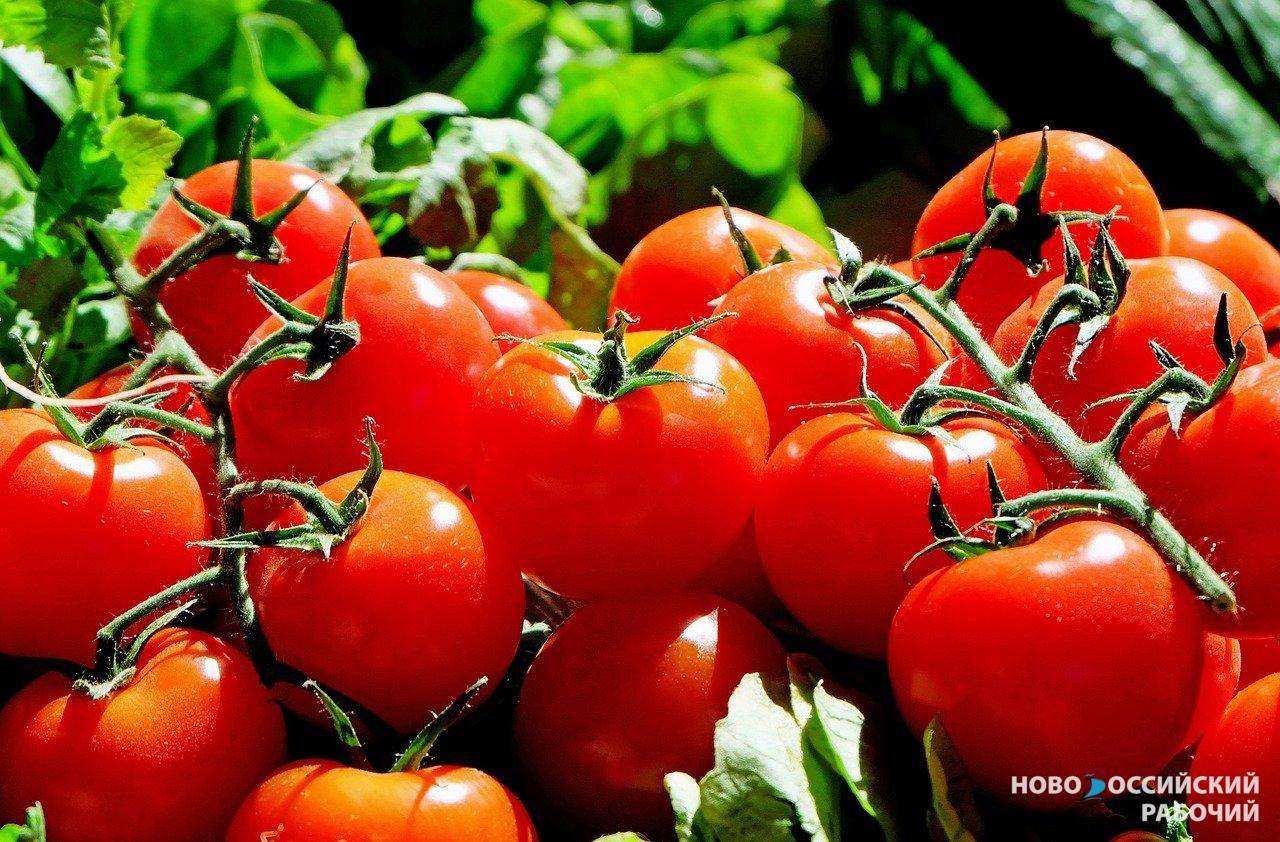Фермеры под Новороссийском научились выращивать чудо-помидоры самого вкусного в мире сорта