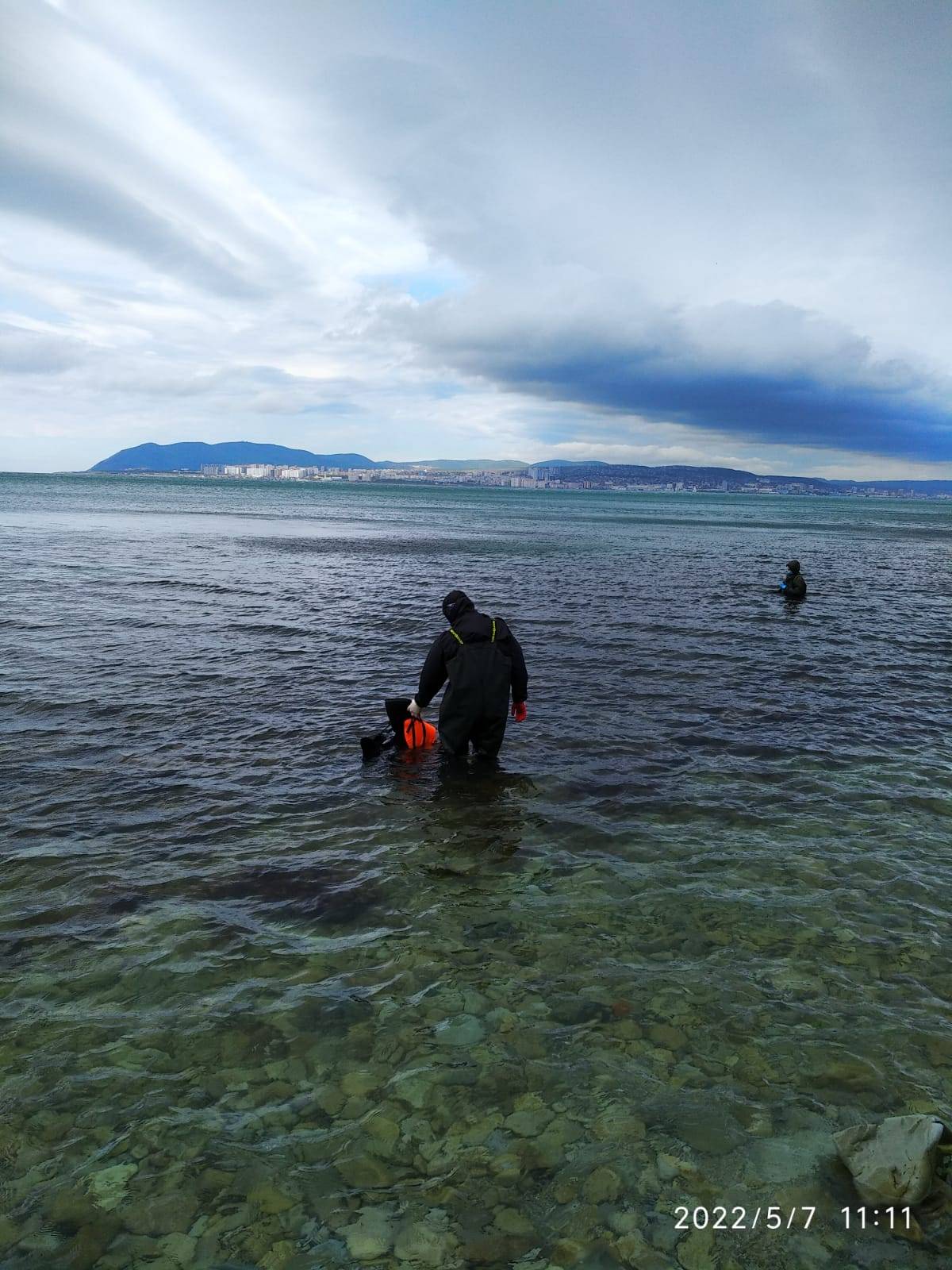 В Новороссийске ищут добровольцев для спасения дельфинов