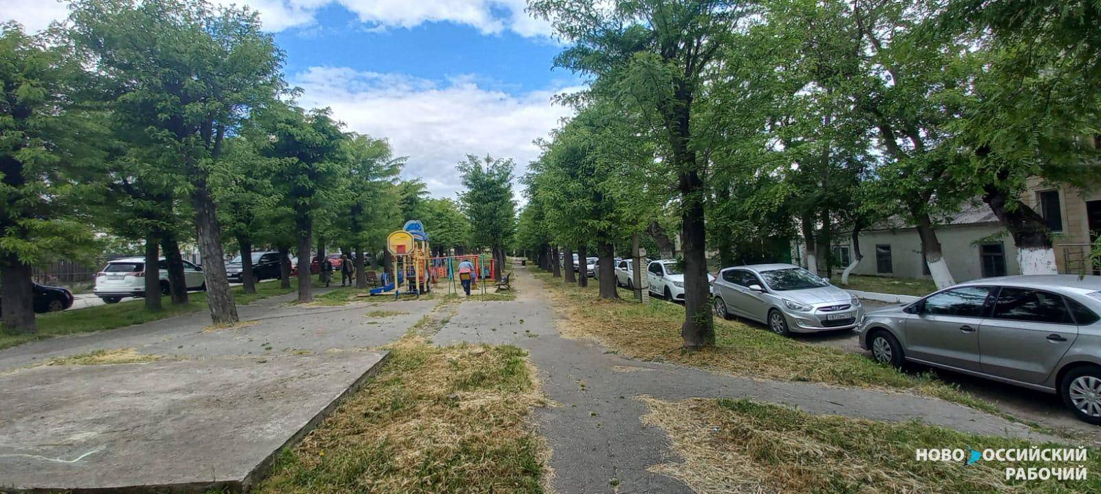 На улице Победы в Новороссийске зазеленела аллея, которую жалел весь город
