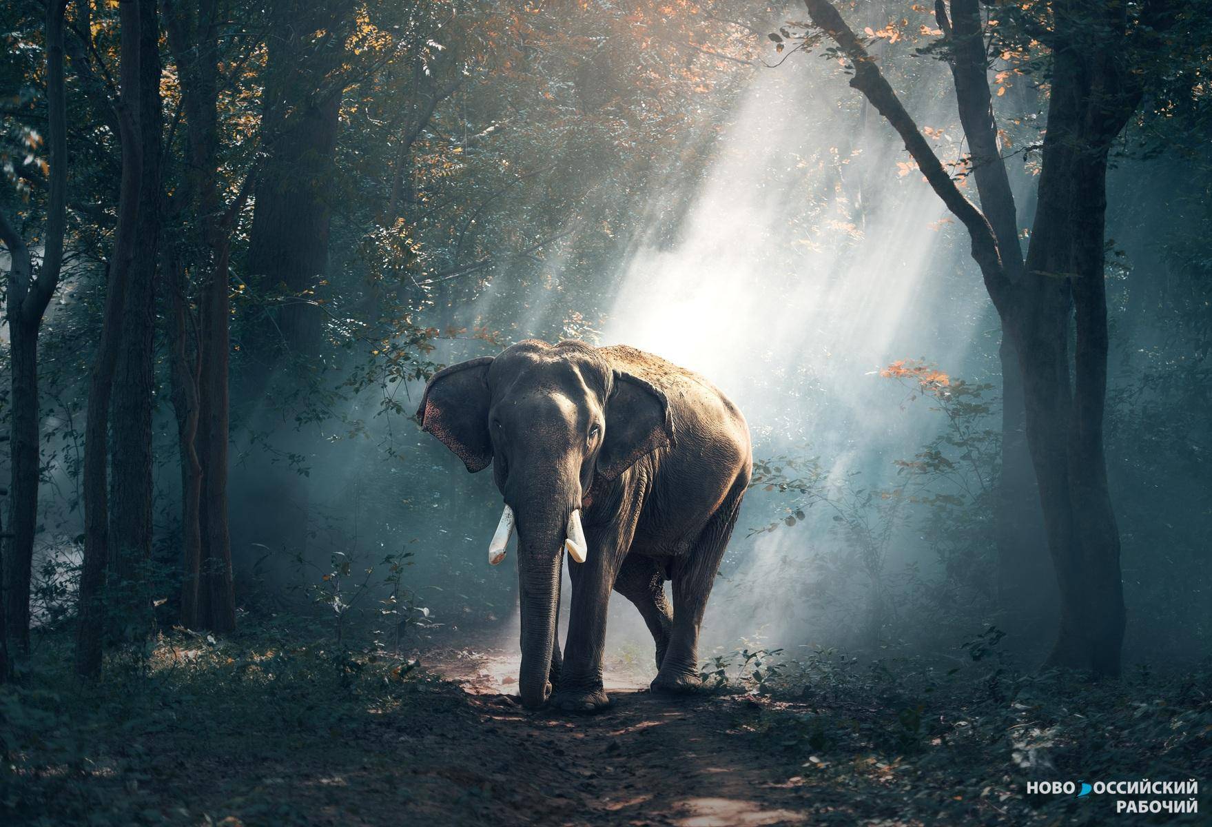 О юморе, слонах, носорогах и отказе от автомобиля: советы на день от «НР»