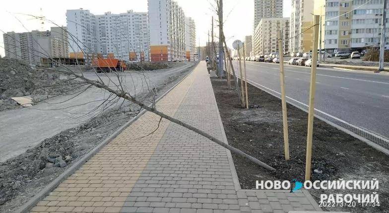 В Новороссийске вдоль нового проспекта гибнут деревья