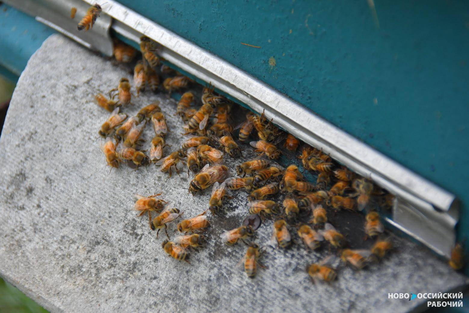 Кто ответит за гибель пчел под Новороссийском? Подорожает ли мед?