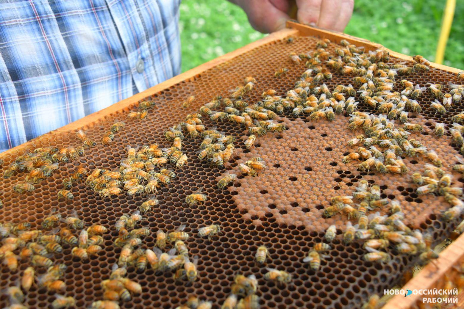 Правительство может помочь выжить новороссийским пчёлам, которым мешают жить вышки сотовой связи