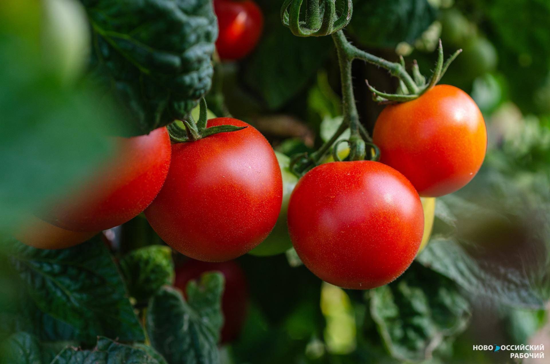 5 приемов, чтобы помидоры пережили лето без проблем