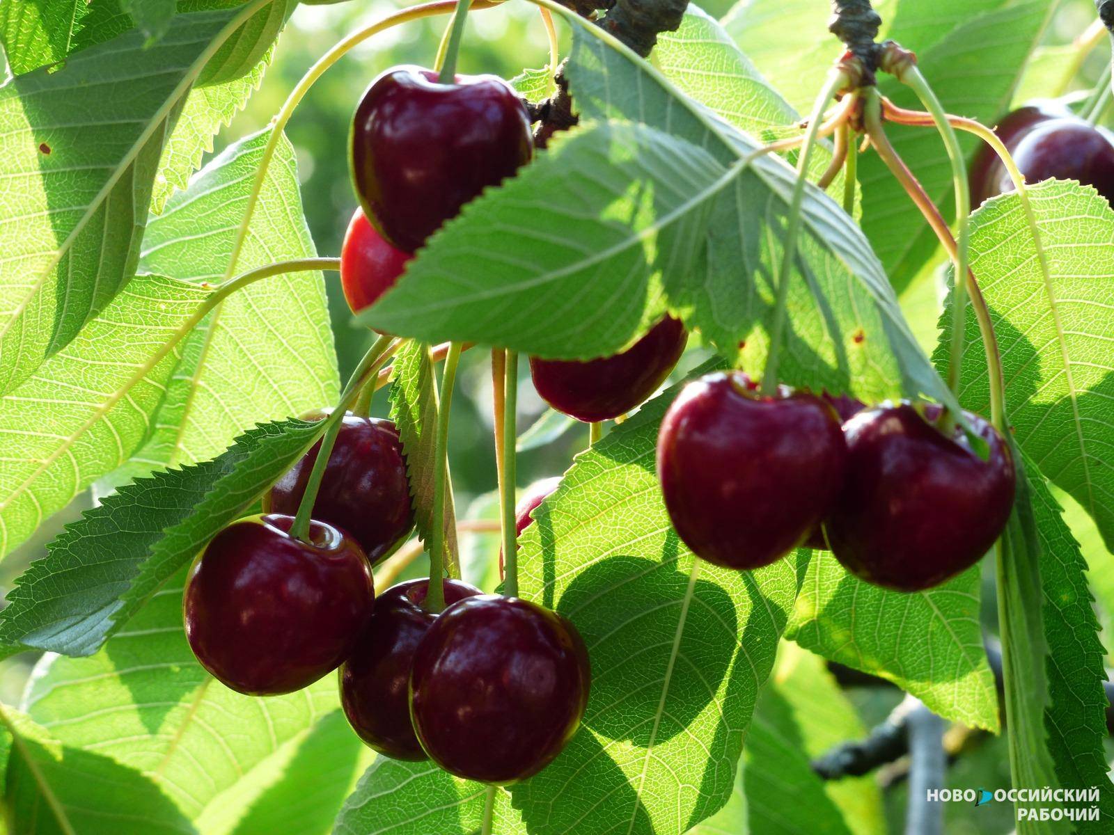 Секреты урожайной вишни: где посадить, как лечить и кого выбрать в соседи