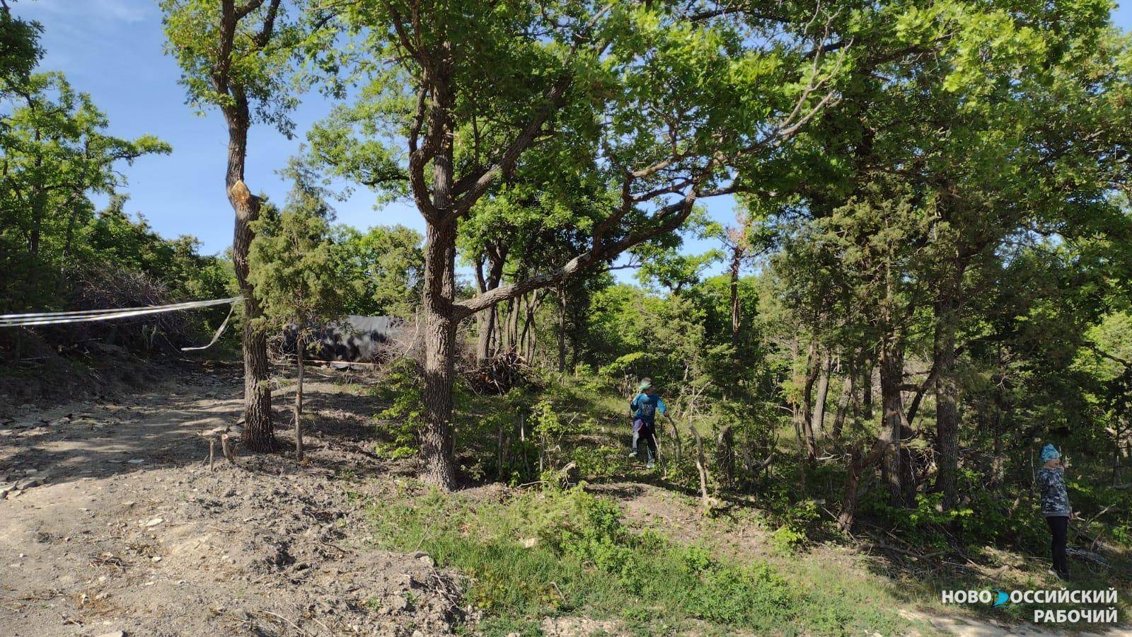 Как в Новороссийске будут компенсировать вырубленные деревья