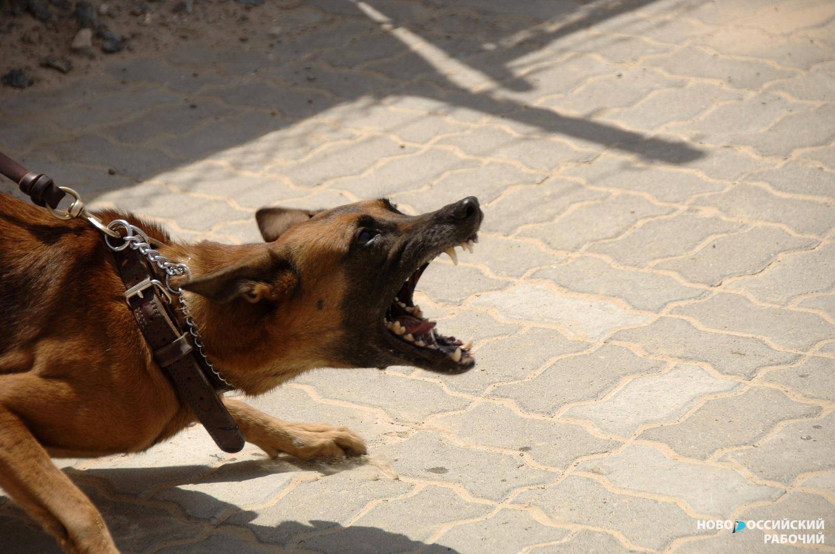 В Новороссийске участились случаи нападений собак на людей