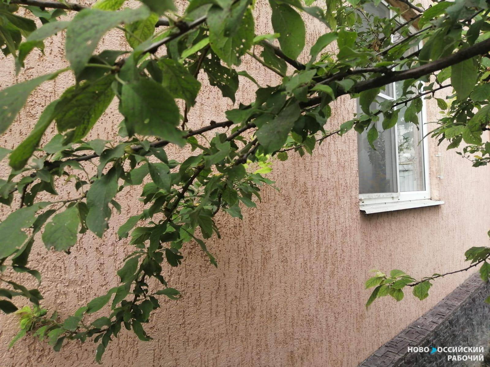 В Новороссийске запретят вырубать деревья, которые растут близко к домам