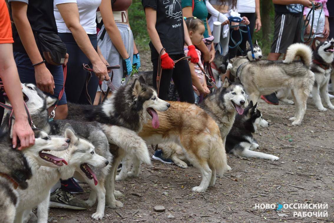 В Новороссийске бездомным животным помогают от всей души, но не все понимают прекрасные порывы