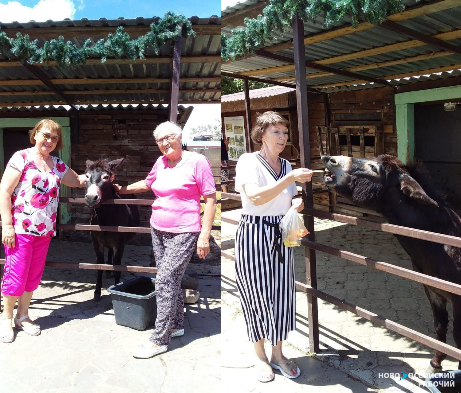 Пенсионеры из Новороссийска побывали на «Планете осликов»