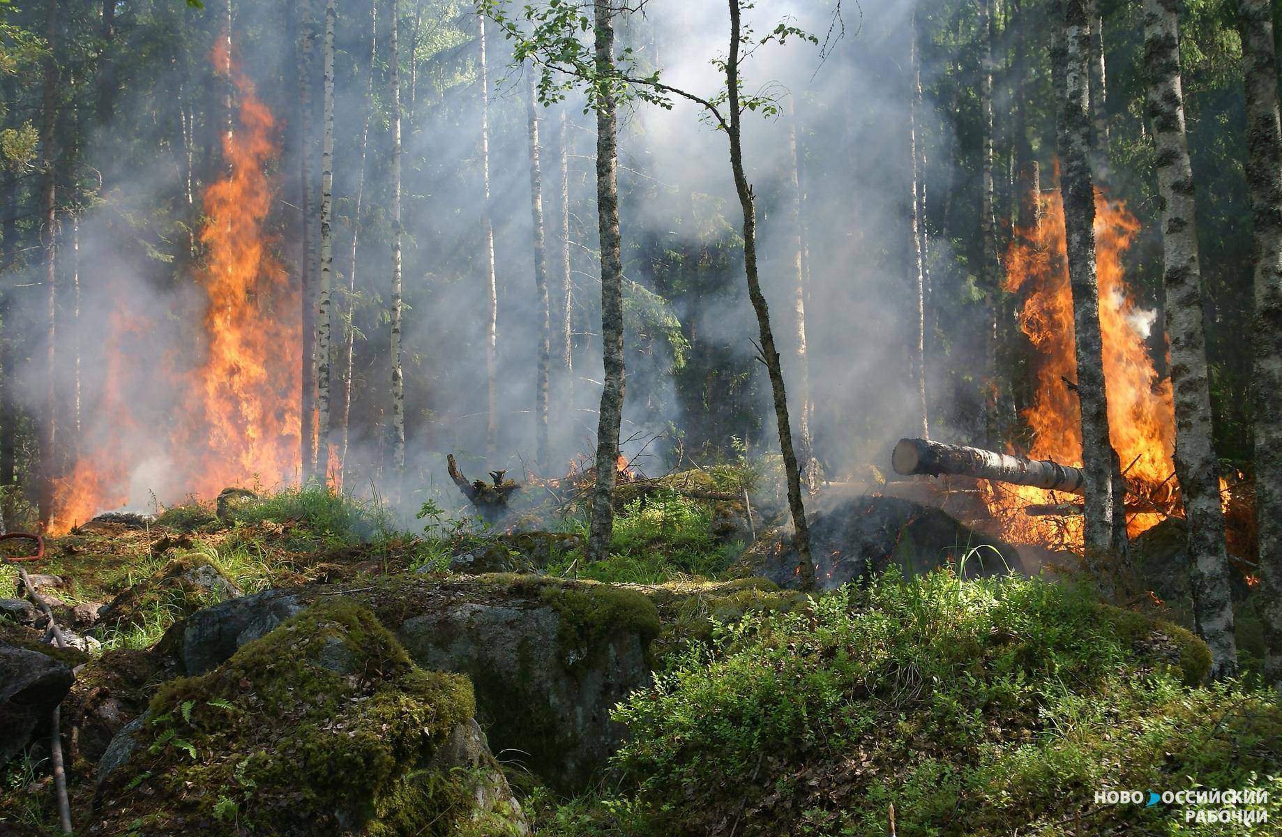 В Новороссийске до осени запрещено жечь костры и жарить шашлыки в лесу