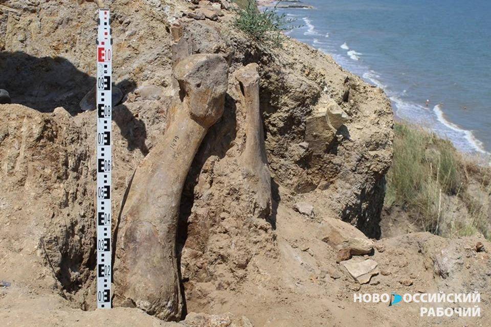 В Тамани археологи обнаружили доисторическое кладбище слонов и носорогов