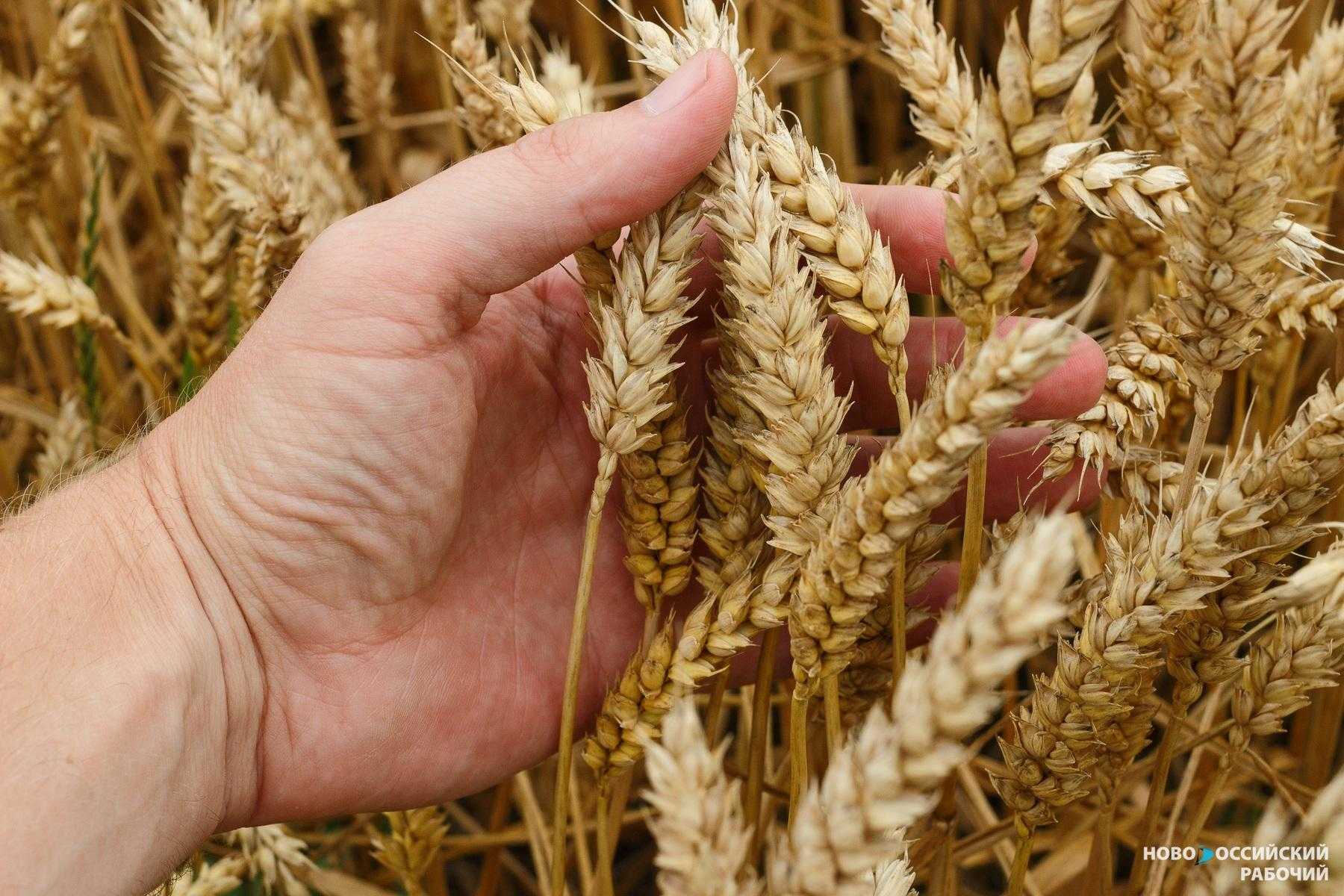 Кубанское зерно нового урожая проверили в лаборатории Новороссийска