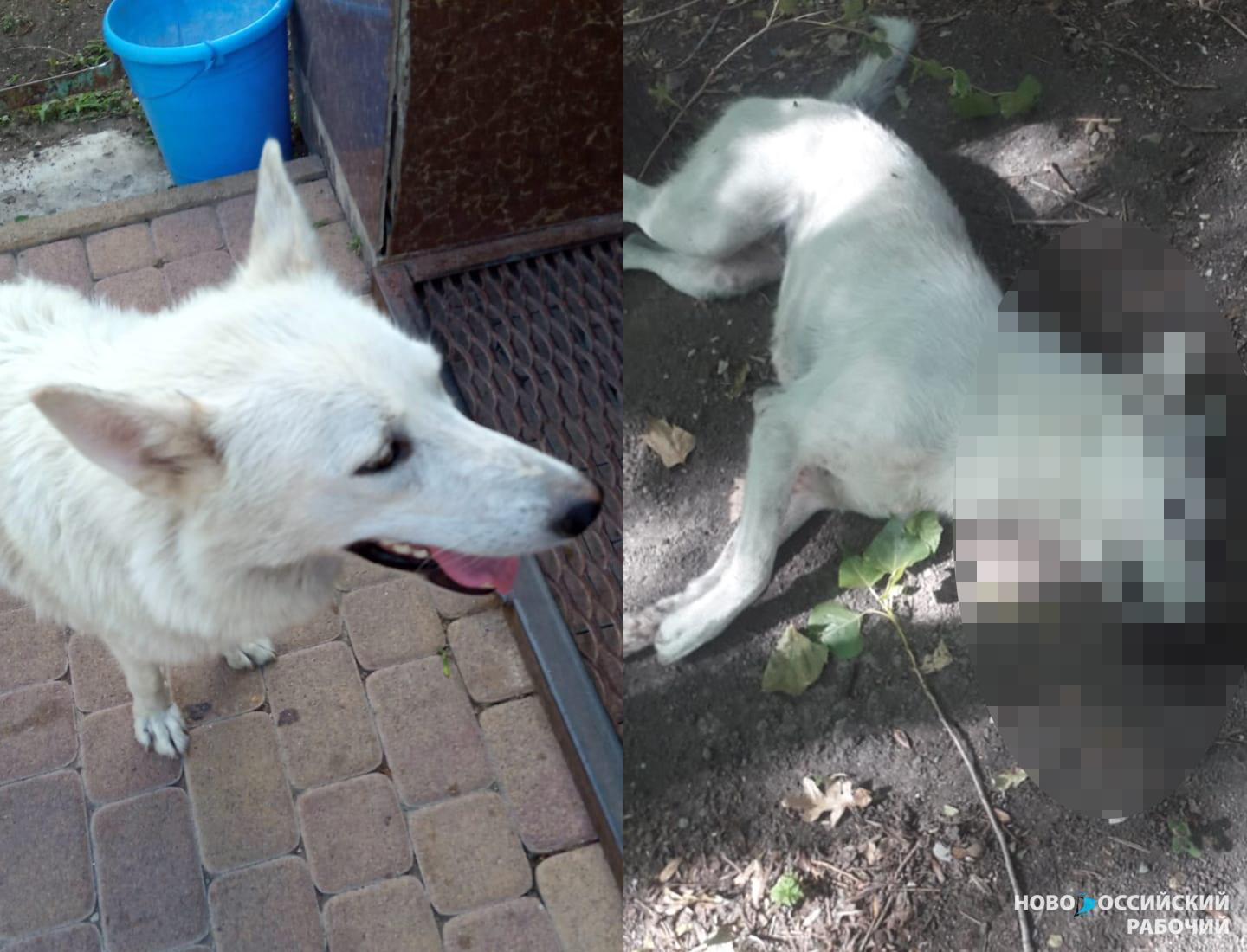 Под Новороссийском отстреливают собак. Жители прячут бездомных животных по домам
