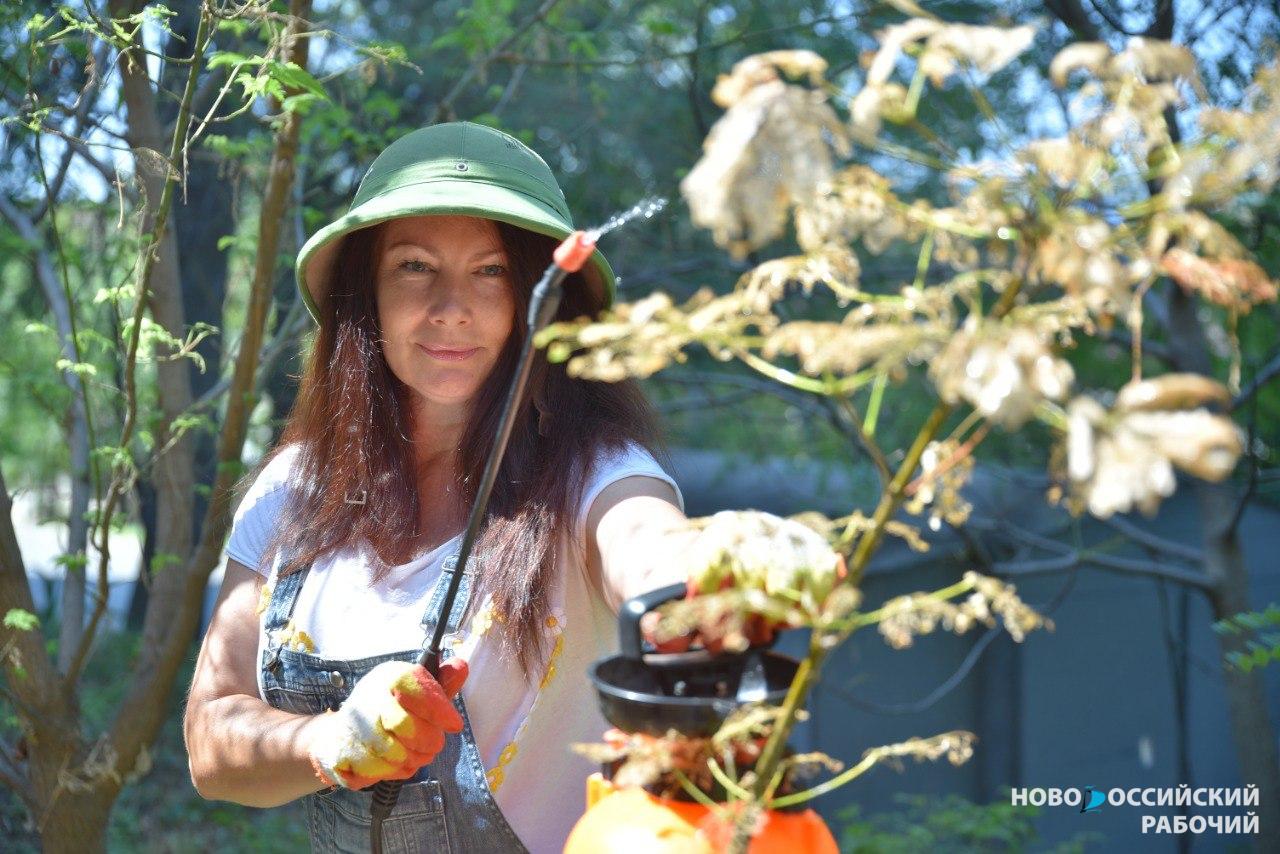 Гусеницы американской белой бабочки уничтожают зелёные зоны Новороссийска