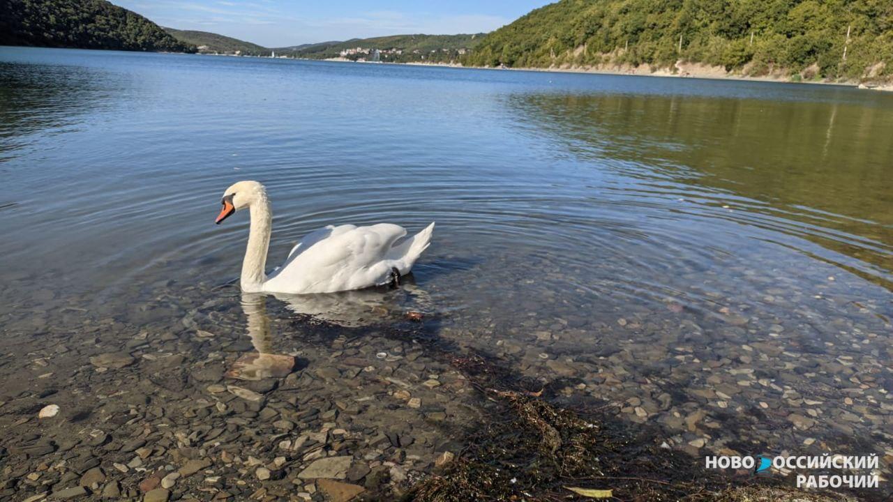 Лебедь Гоша стал достопримечательностью озера Абрау