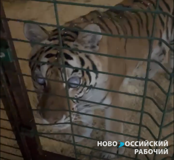 В Саратове без света и свежего воздуха живёт тигрица, которую выгуливали по Суджукской косе Новороссийска