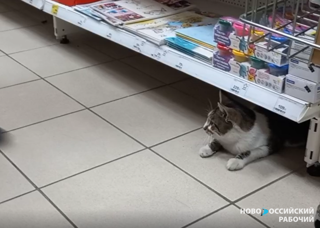 Котам Новороссийска рады в магазинах