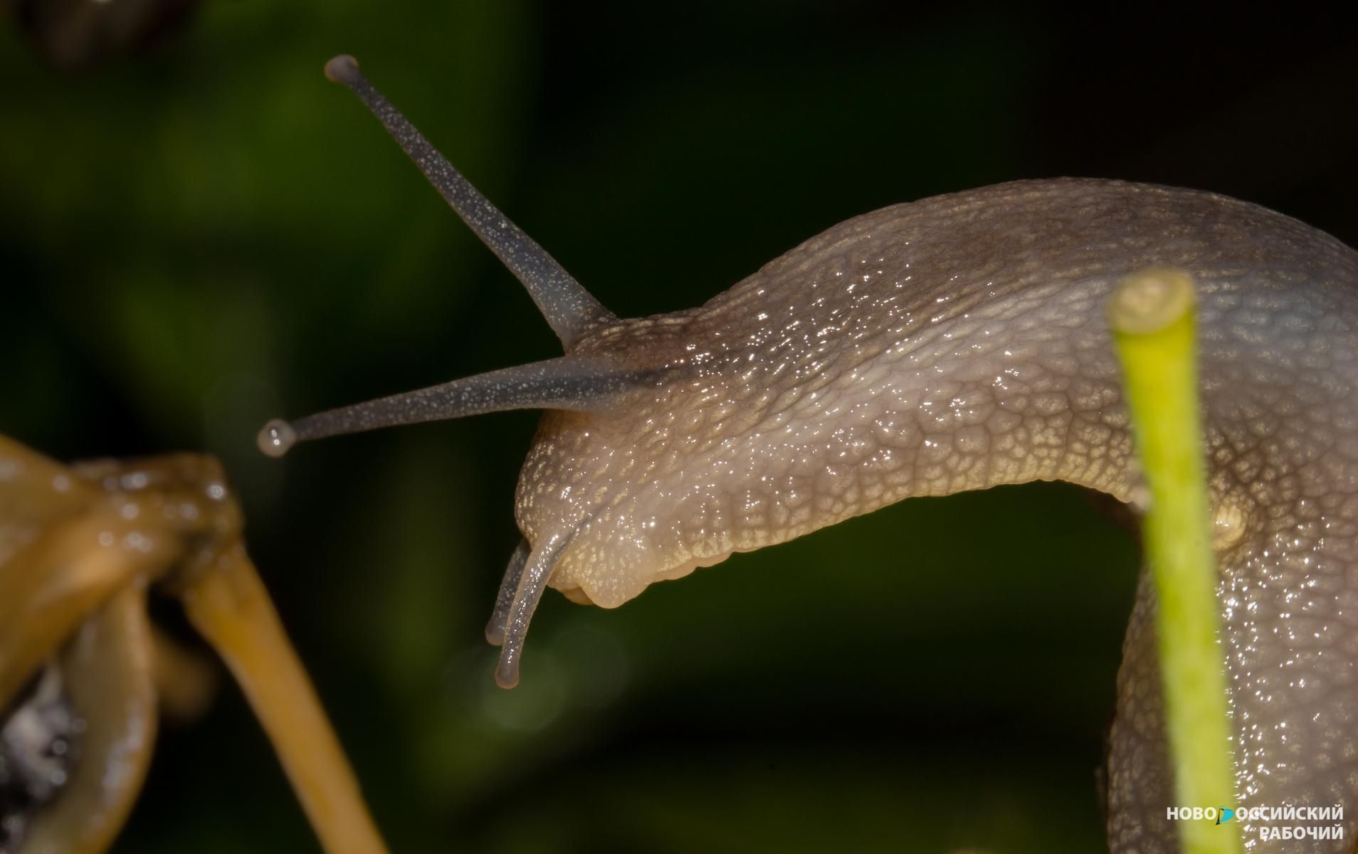 На Кубани появились хищные слизни, которые пожирают полезных земляных червей