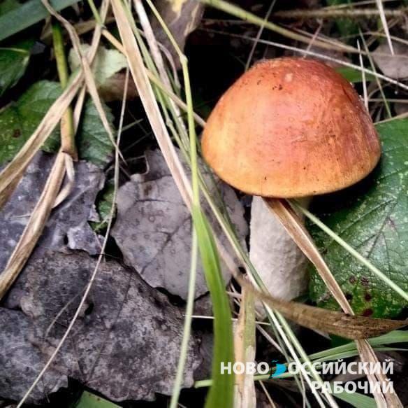 В Новороссийске «охотятся» за грибами у ручьёв
