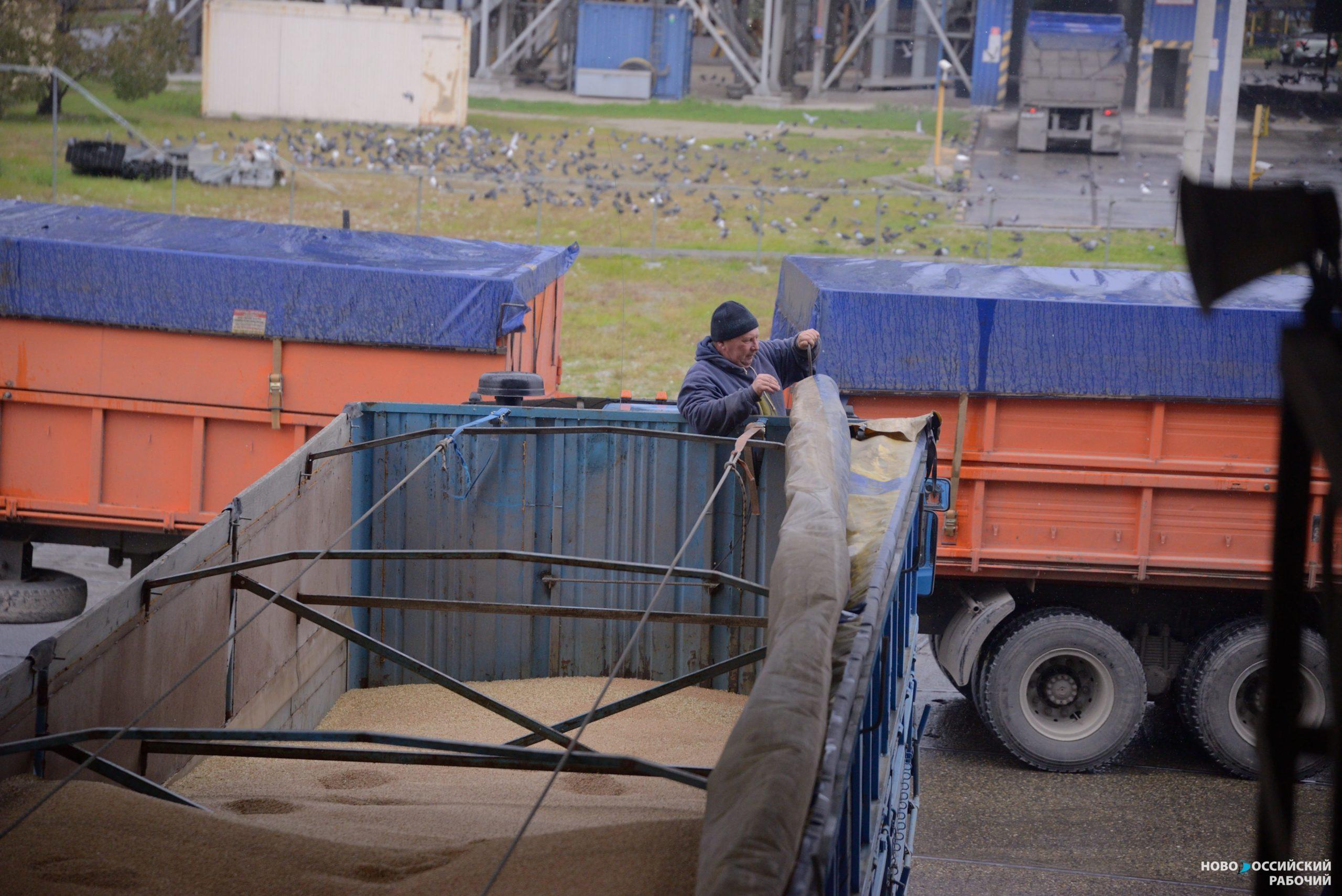 Перевалка экспортного зерна через Новороссийск выросла наполовину