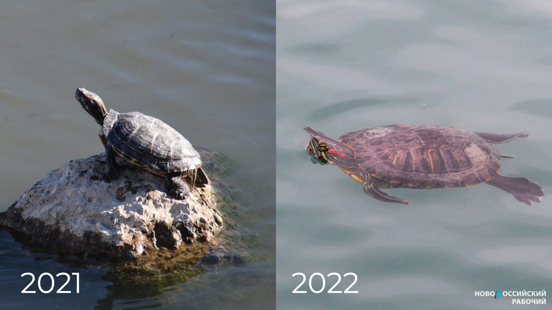 В бухте Новороссийска обнаружили пресноводную черепаху. Переживёт ли она нашу зиму?