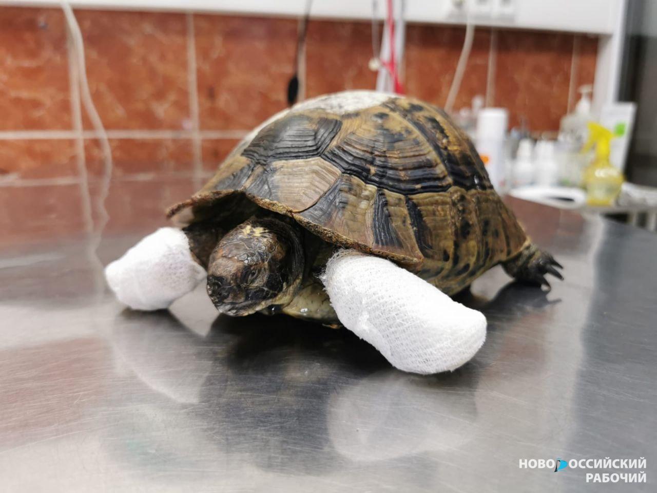 В Новороссийске черепаха, спасённая во время пожара, проходит курс реабилитации и изо всех сил цепляется за жизнь
