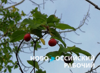В Новороссийске – второе лето! Зреет алыча и просыпаются жабы