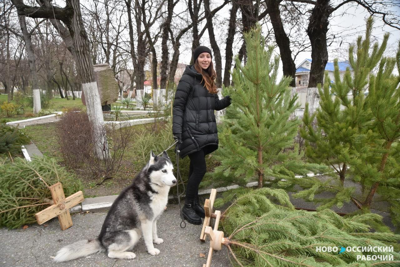 В Новороссийске новогодние ёлки подорожали ровно в два раза