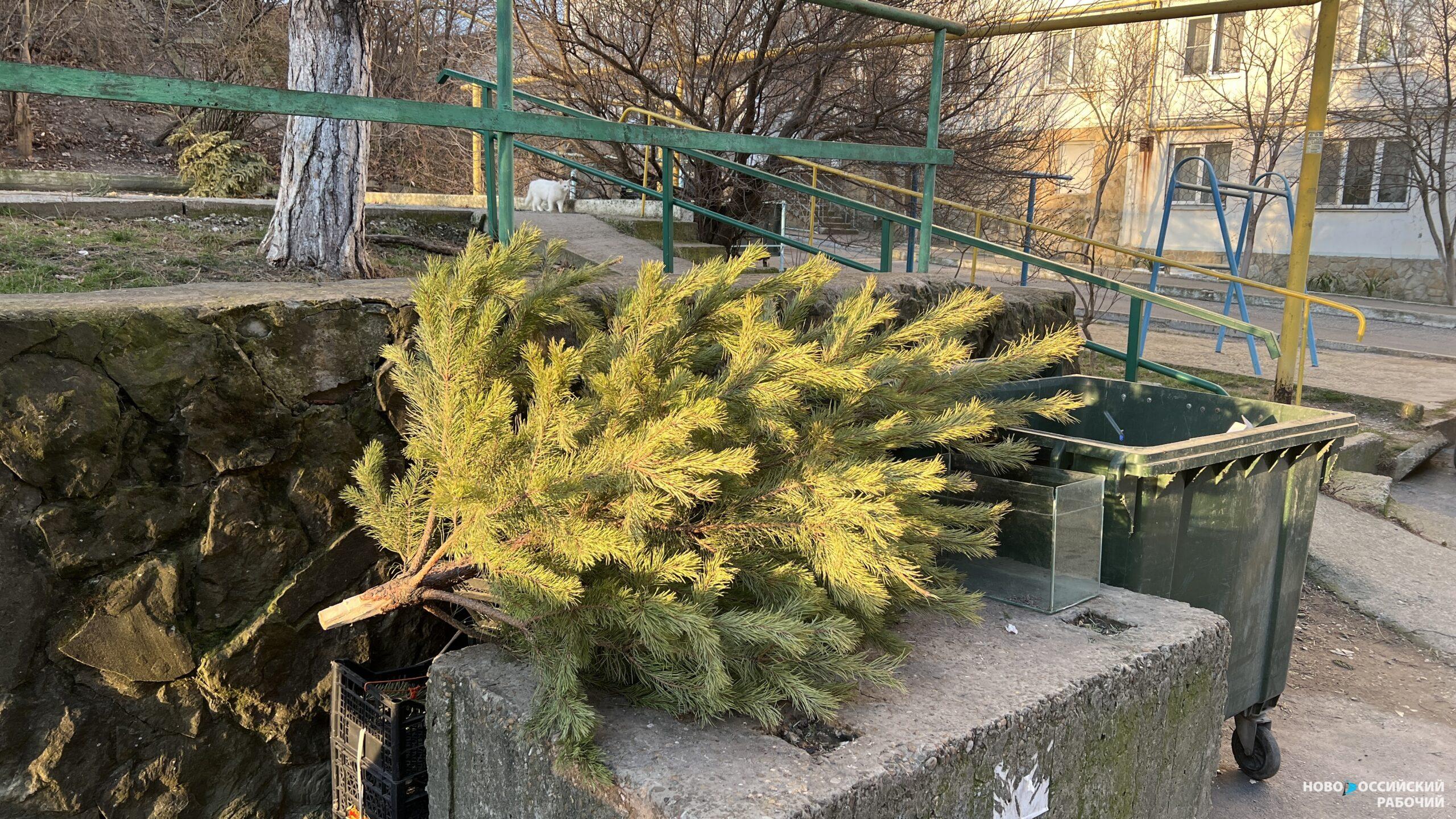 «Один пункт на район!» Новороссийцы возмущены организацией сбора елок