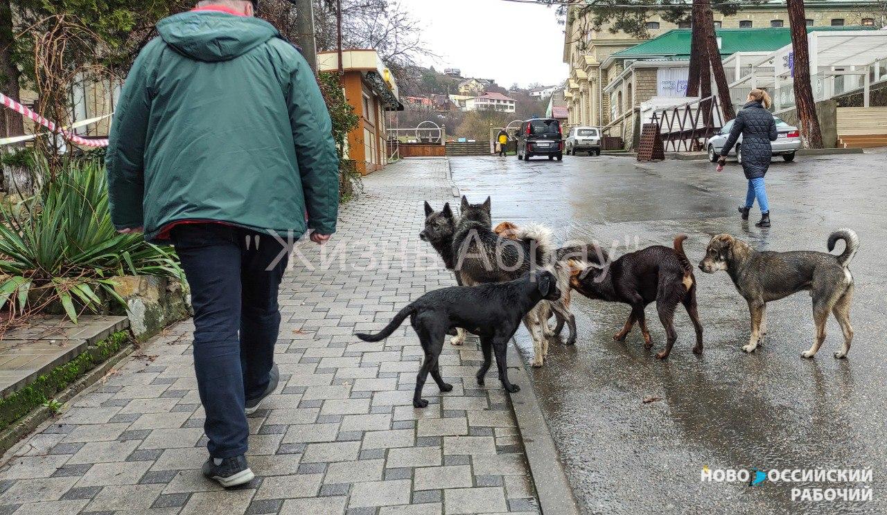 Бездомные собаки начали наступление на детей в пригородах Новороссийска