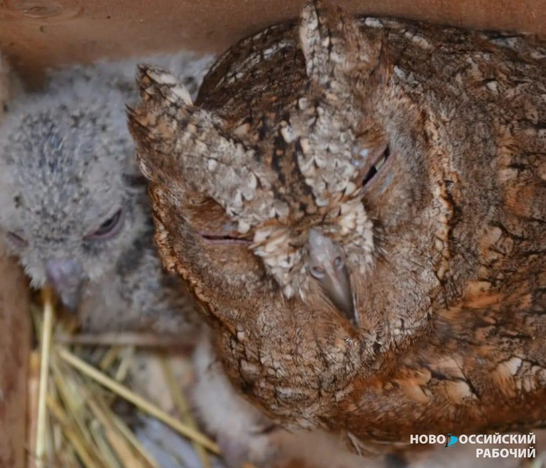 У «домашних» сплюшек, которых выхаживает волонтер из Новороссийска, вылупились птенцы