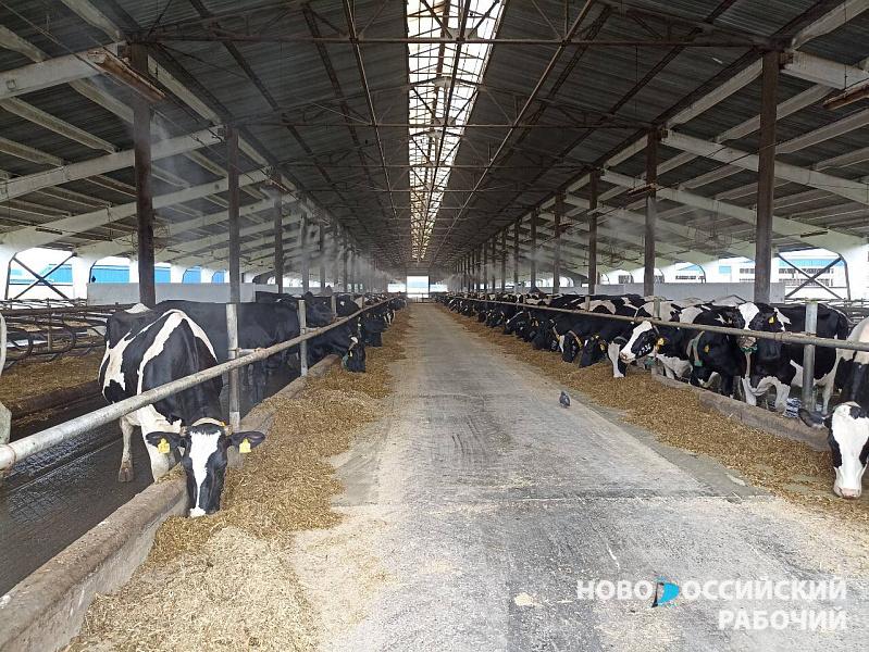 Крестьянское хозяйство Новокубанского района подвело итоги нацпроекта «Производительность труда»