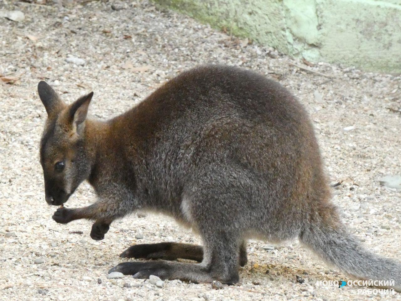В зоопарках вблизи Новороссийска новогодне-рождественское пополнение