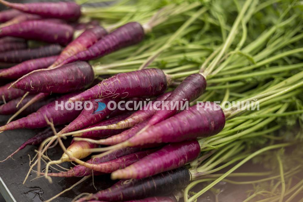 В Новороссийске появилась фиолетовая… морковка