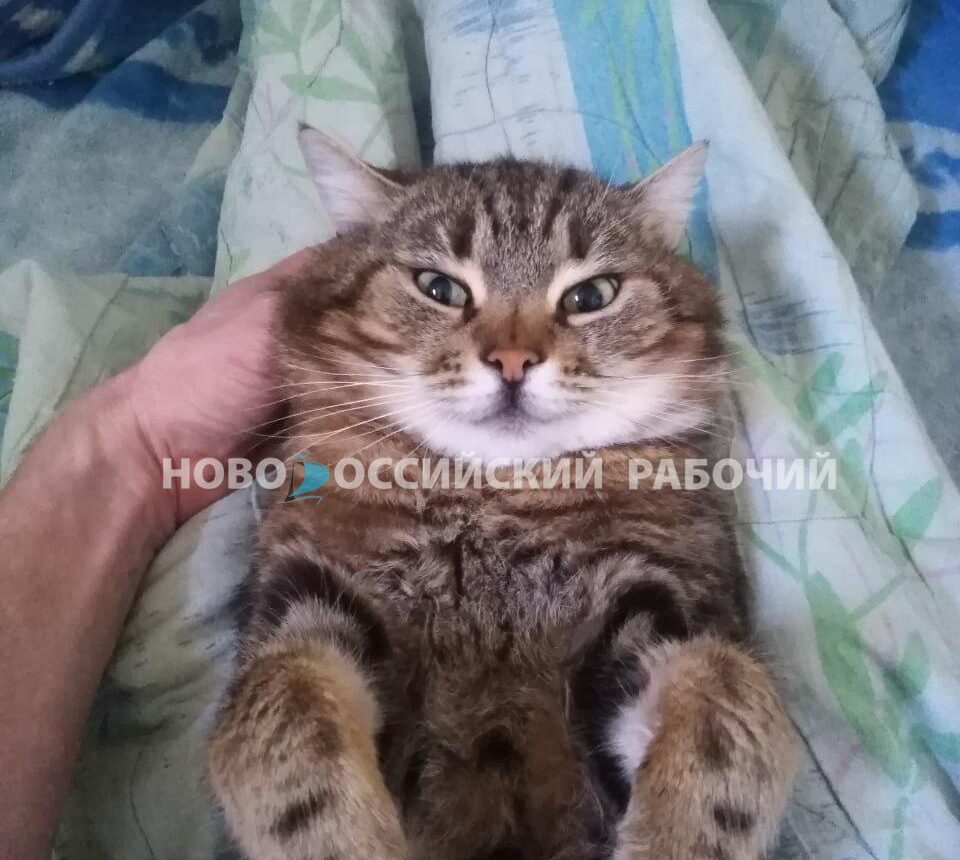 50 тысяч рублей за возвращение пропавшего кота предложили в Новороссийске