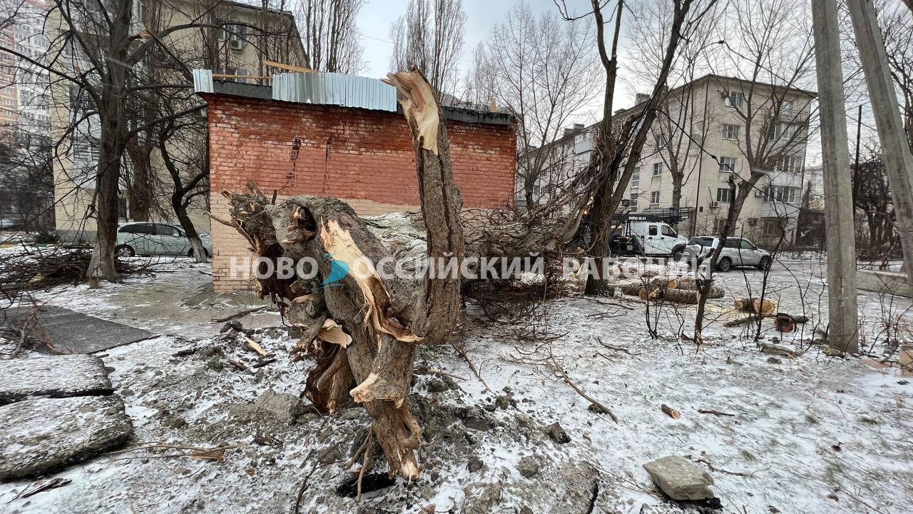 В Новороссийске люди годами ждут, когда спилят старые деревья