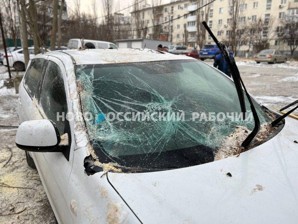 Деревья в Новороссийске не выдерживают норд-оста и падают, а люди на ветру  держатся, работают – Новости Новороссийска