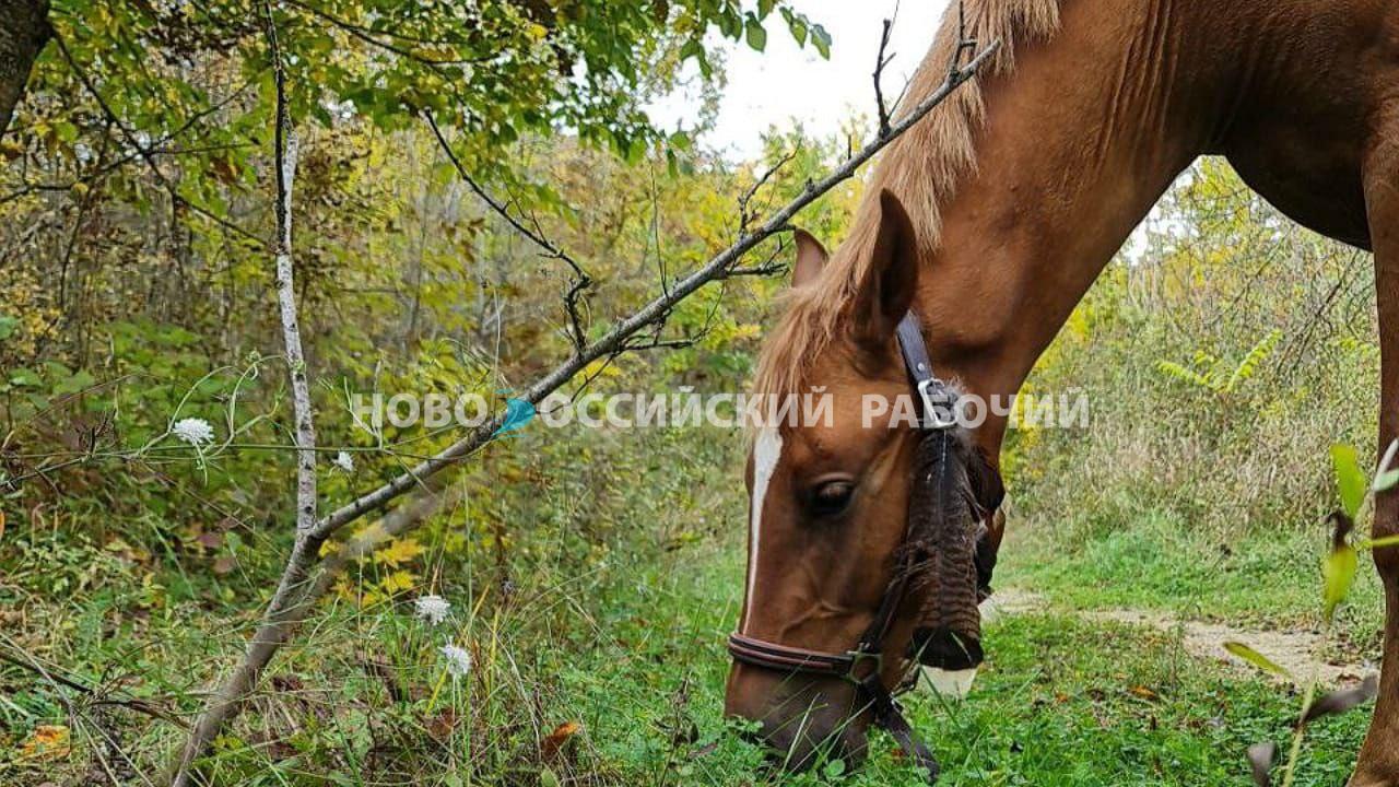 Где заработать и как прожить порядочной лошади в Новороссийске