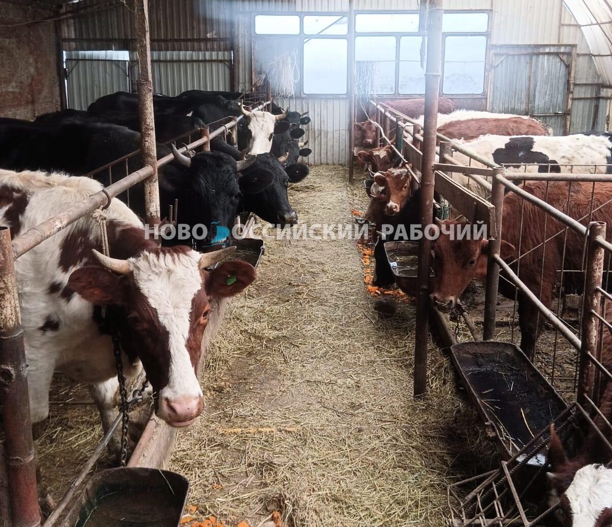 «Коровы хотят пить, молоко прокисает». Новороссийский фермер и его хозяйство 4 дня без света