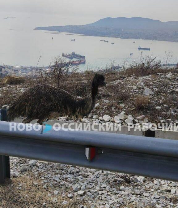 В горах Новороссийска ловили страуса