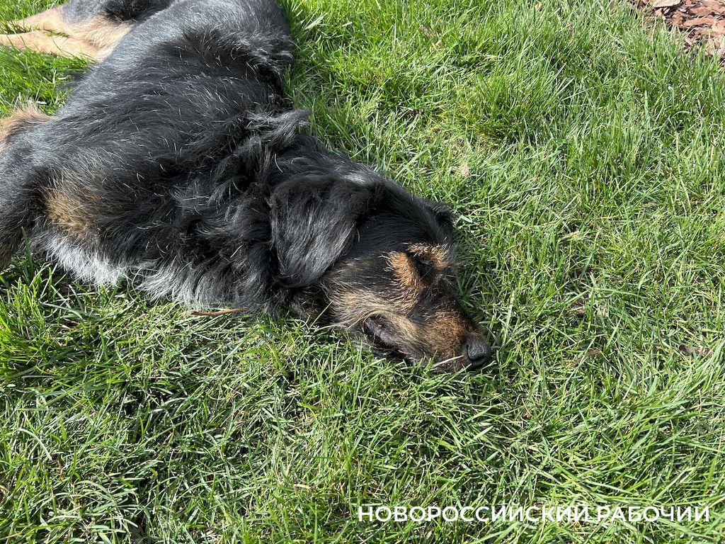 Волонтер из Новороссийска пожаловалась в Следком и Госдуму по факту гибели  собак на заводе