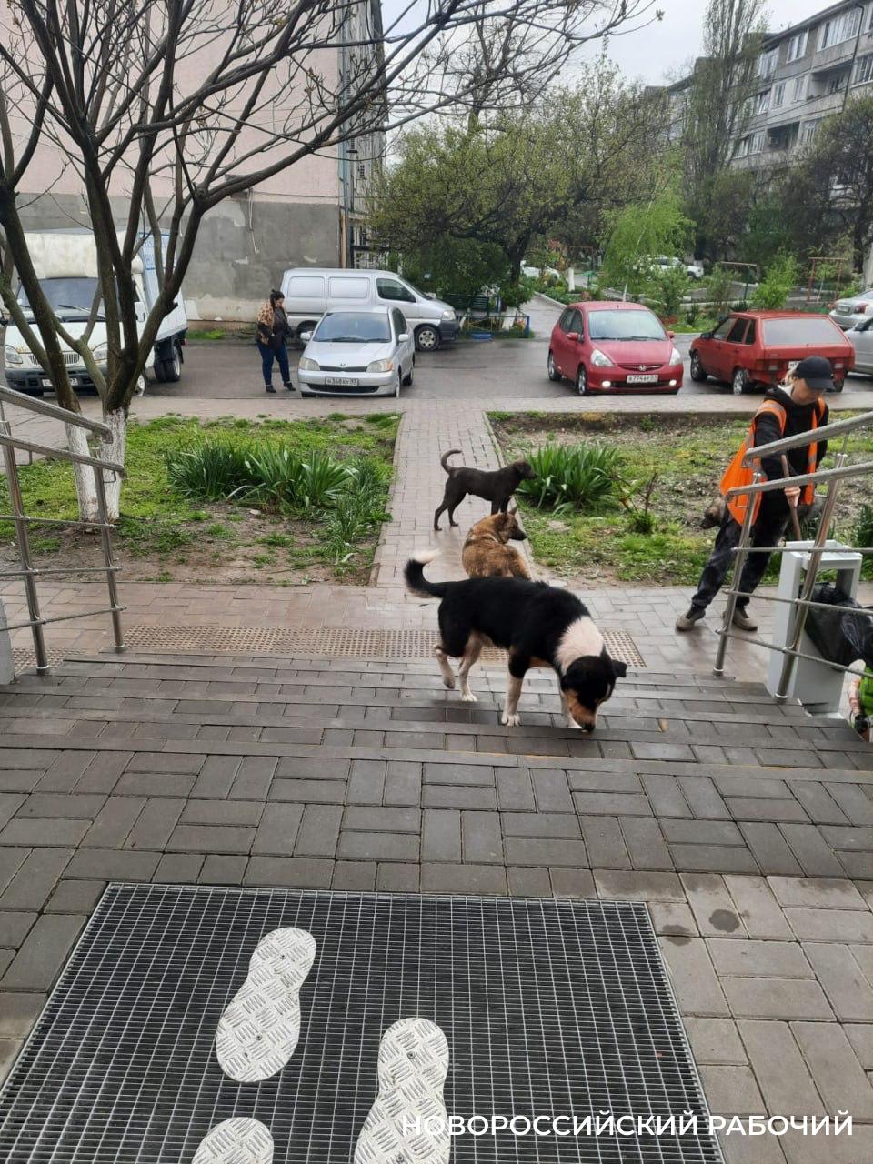 Жители Гайдука жалуются на бездомных животных, стая которых поселилась во дворе дома